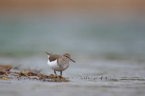 Common Sandpiper (Actitis hypoleucos) foraging, North Rhine-Westphalia, Germany