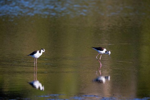 Black-necked Black-winged Stilt (Himantopus mexicanus) Pantanal Brazil