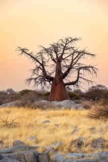 African baobab or baobab tree (Adansonia digitata), at sunrise, Kubu Island (Lekubu), Sowa Pan,