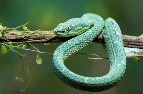 Bothriechis lateralis (Bothriechis lateralis), sitting on a branch, Heredia province, Costa Rica