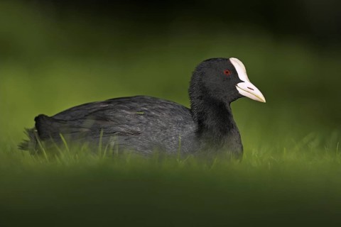 Eurasian Coot (Fulica atra), Germany