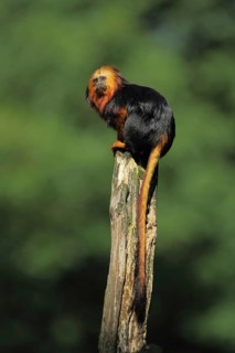 Golden-headed (Callitrichidae) lion monkey, adult, tail, long, Golden-headed lion monkey,