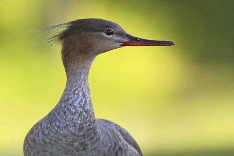 Red-breasted Merganser (Mergus serrator) female, Schleswig-Holstein, Germany