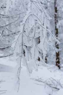 Branch with hoarfrost formed by the wind, enchanted winter forest at Czorneboh, Upper Lusatia,