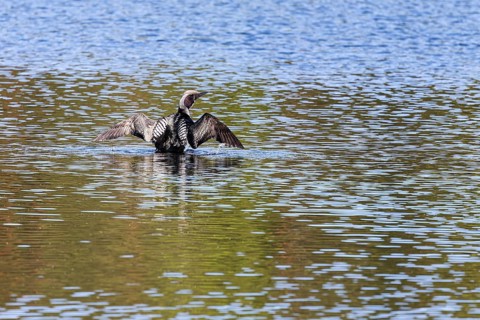 Black-throated diver (Gavia arctica) shaking its plumage in a lake, Ilomantsi, Petkeljärvi National