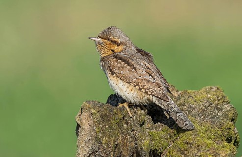 Eurasian Wryneck (Jynx torquilla) perched on mossy tree trunk, Aosta Valley, Italy