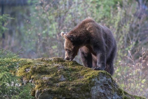 One young Eurasian brown bear (Ursus arctos arctos) standing on mossy rocks. Side portrait with