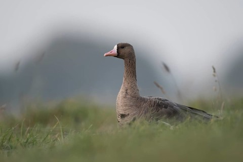 Greater White-fronted Goose (Anser albifrons), North Rhine-Westphalia, Germany