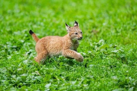 Eurasian lynx (Lynx lynx) youngster on a meadow, Bavaria, Germany