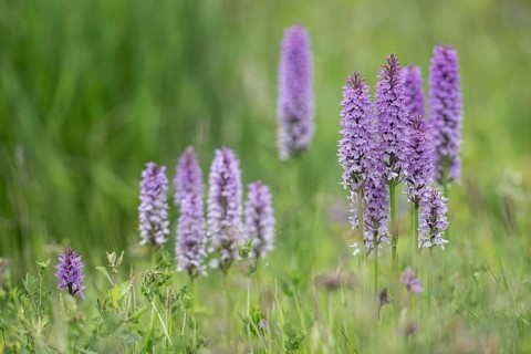 Southern marsh orchid (Dactylorhiza praetermissa), Emsland, Lower Saxony, Germany