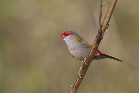 Red-browed Finch (Neochmia temporalis), New South Wales, Australia
