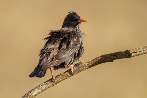 Spotless Starling (Sturnus unicolor), perched on a branch, Castile-La Mancha, Spain