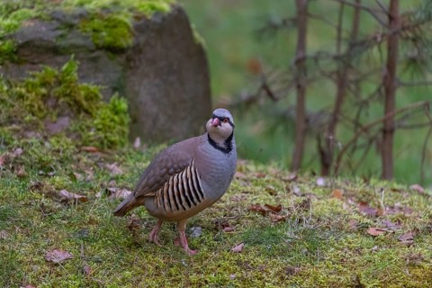 One Rock Ptarmigan, Lagopus muta, (Ptarmigan, Snow Chicken, Partridge), walking over a green meadow