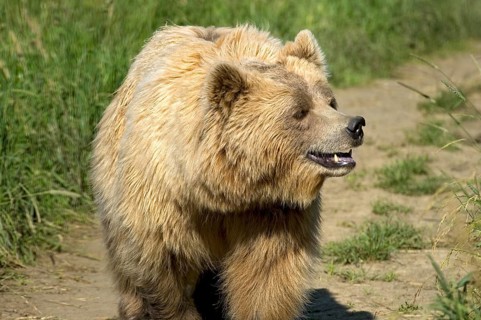 European brown bear (Ursus arctos) crossing a meadow with high grass on a field path, Poing