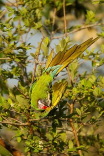 Military Macaw Ara militaris El Tuito, Jalisco, Mexico 9 June Adult Psittacidae