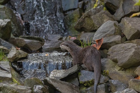 One oriental small-clawed otter or Asian small-clawed otter (Aonyx cinerea), crossing a creek in