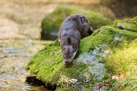 Eurasian otter (Lutra lutra) on the shore of a little lake in the bavarian forest, Bavaria, Germany
