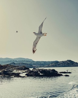 Seagulls off the coast of the Greek island of Skiathos, Greece