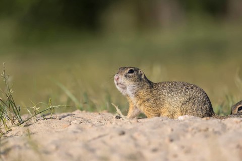 European ground squirrels (Spermophilus citellus) or European souslik sitting on sand with some