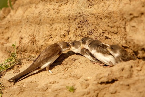 Sand Martin (Riparia riparia) feeding juveniles at breeding cavity, Saxony-Anhalt, Germany