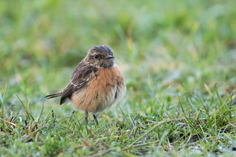 European Stonechat - Schwarzkehlchen - Saxicola torqatus, Spain