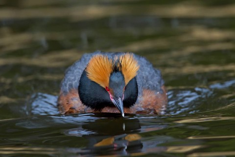 Horned grebe (Podiceps auritus) in breeding plumage swimming in lake