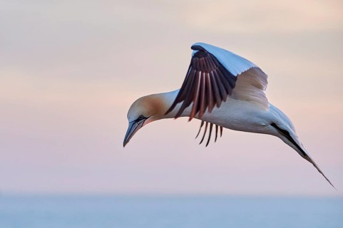 Northern gannet (Morus bassanus) flying over the sea at sunset, wildlife, Helgoland, Germany
