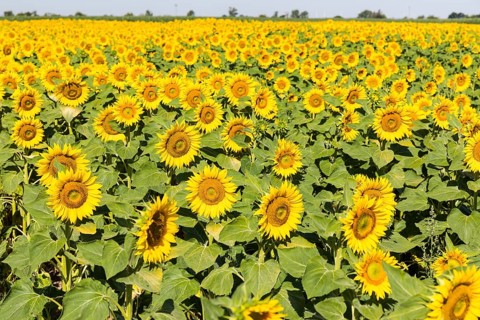 Sunflowers (Helianthus annuus), sunflower field in bloom, Hirschstein, Saxony, Germany
