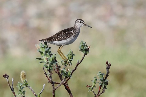 Wood Sandpiper (Tringa glareola), Varanger, Norway