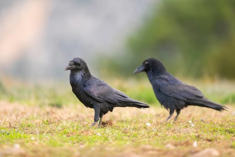 Common raven (Corvus corax) on a meadow in autumn, Pyrenees, Catalonia, Spain