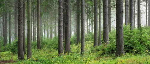 Panorama, Foggy spruce forest, Thuringian Forest, Thuringia, Germany