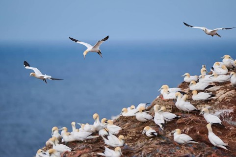 Northern gannet (Morus bassanus) flying over the cliffs, wildlife, Helgoland, Germany