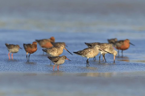 Bar-tailed Godwit & Common Redshank (Limosa lapponica & Tringa totanus), Texel, Netherlands