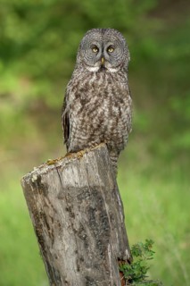 Great Grey Owl (Strix nebulosa) perched on stump, British Columbia, Canada