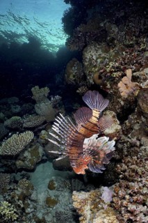 Common lionfish (Pterois miles)