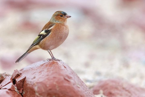 Chaffinch, (Fringilla coelebs), animals, birds, perch, finch family, Lesbos Island,