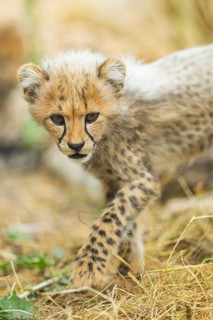 Cheetah (Acinonyx jubatus) youngster walking on a meadow, captive, occurrence Africa