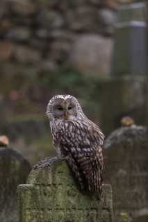 One Ural owl (Strix uralensis) sitting on a old jewish gravestone with gravestones in the