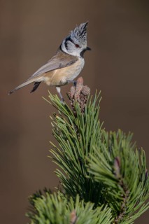 Crested Tit (Lophophanes cristatus), on mountain pine, Biosphere Reserve, Swabian Alb,