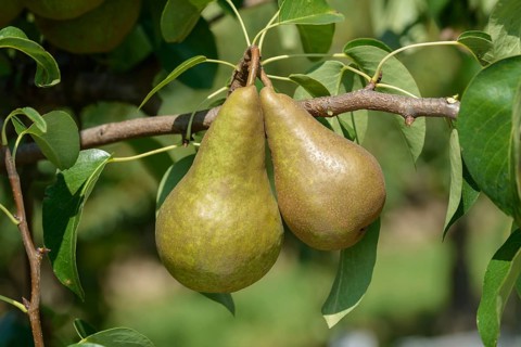 Pear (Pyrus communis BOSC'S FLASCHENBIRNE), Bundessortenamt Prüfstelle Wurzen, Federal Republic of