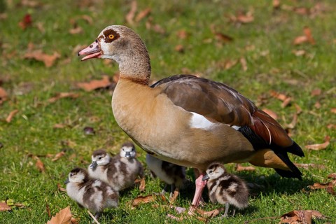 Nile goose, (Alopochen aegyptiacus), animals, birds, geese, with goslings, chicks, Luisenpark,