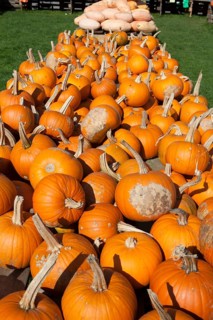 Halloween Pumpkin, (Cucurbita maxima), Halloween Kürbis