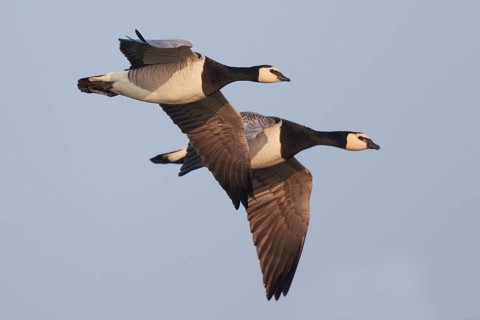 Barnacle Goose (Branta leucopsis) flying, Netherlands