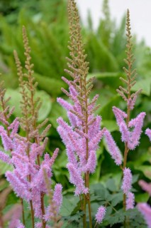 Astilbe (Astilbe chinensis 'Pumila'),  Germany