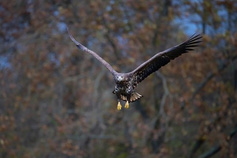 White-tailed eagle (Haliaeetus albicilla), juvenile, young white-tailed eagle in flight, Podlaskie