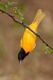 Baltimore Oriole (Icterus galbula) male perched on a branch, Texas, USA