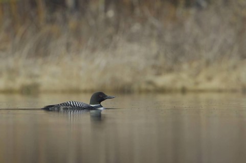 Great Northern Loon (Gavia immer), British Columbia, Canada
