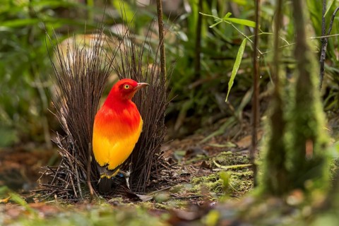 Flame Bowerbird (Sericulus ardens) perched at its bower in Papua New Guinea