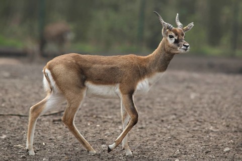Blackbuck (Antilope cervicapra), captive