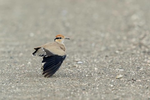 Temmincks Renvogel strekt vleugel, Temmincks Courser stretching wing